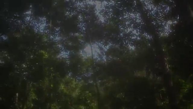Macaque decides to take over camp смотреть онлайн
