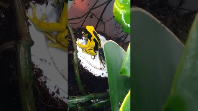 Dendrobates tinctorius "Regina" смотреть онлайн