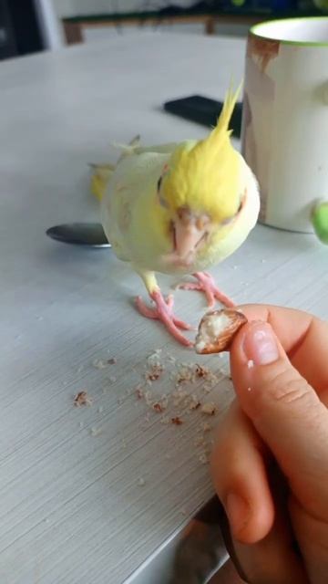 жадно кушает, как настоящая леди 😂🥰 #corella #корелла #попугай смотреть онлайн