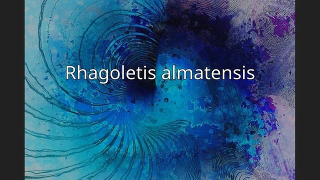 Rhagoletis almatensis смотреть онлайн