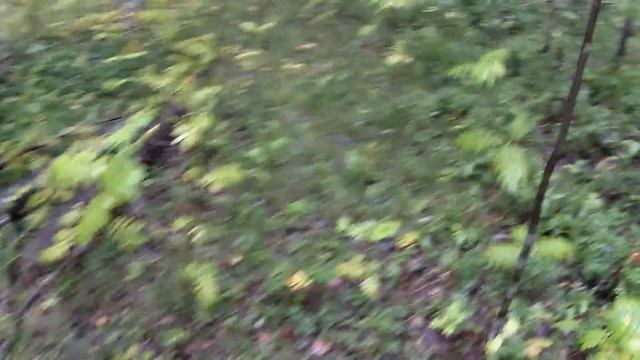 Домашнее 2014. Подосиновики смотреть онлайн