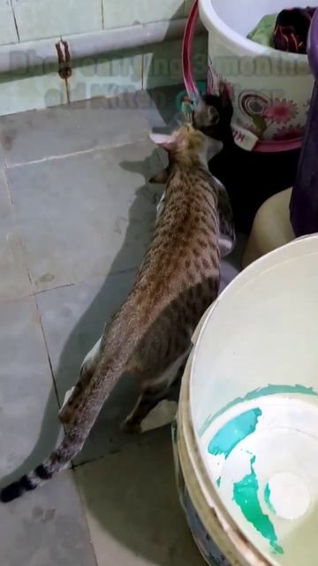 Mom cat carrying 3 months old kitten in her mouth #shorts #cat #kitten смотреть онлайн