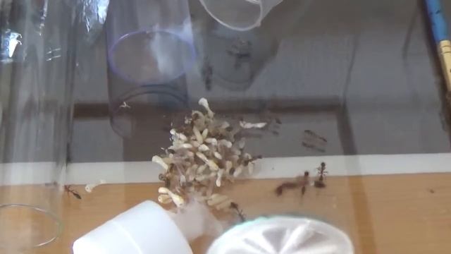 Tetraponera rufonigra moving brood смотреть онлайн