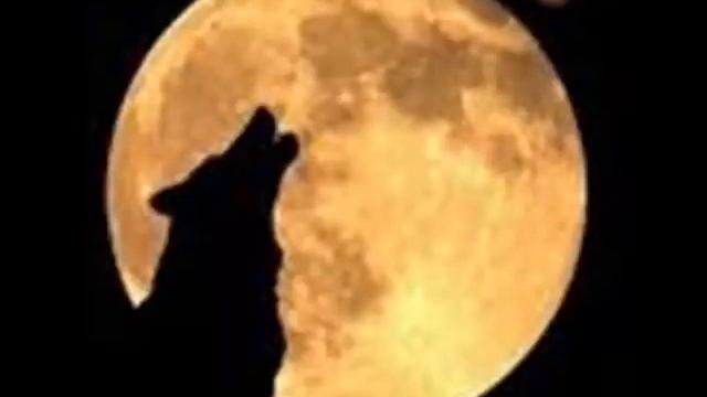 ME DICEN EL COYOTE смотреть онлайн