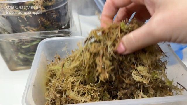 Вырастить ДЕТКУ орхидеи на корнях пеньке после обрезки потери верхушки орхидеи