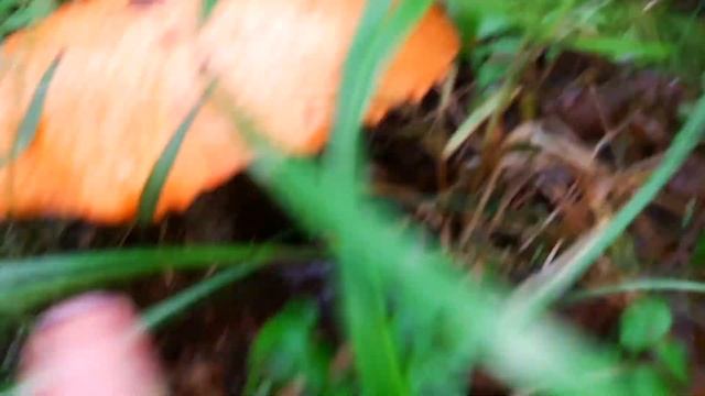 ТИХАЯ ОХОТА  июль Карелия 2023