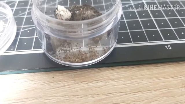 삼색도토리 개미와 사육장 смотреть онлайн