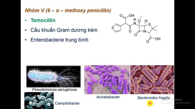 Bài: Kháng Sinh Họ B-LACTAM , GV: Th.S Phan Thị Thanh thủy. Môn: Hóa Dược 1. смотреть онлайн
