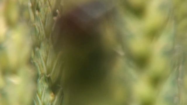 Septoria смотреть онлайн
