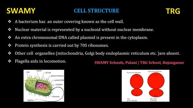 VIII Standard | Science | Unit 6 | Micro organisms смотреть онлайн