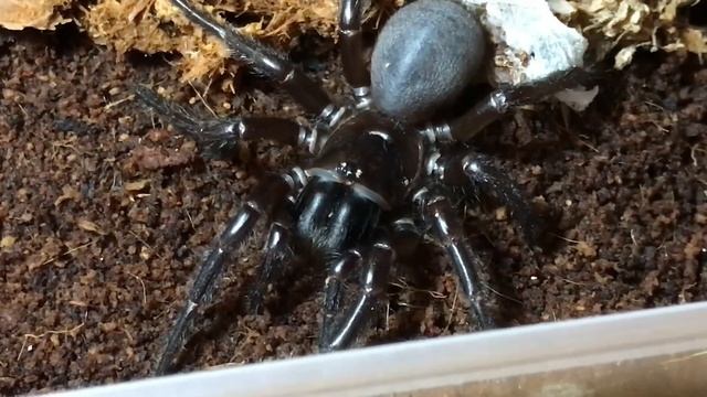 Funnelweb Egg Sack Removal (Atrax Robustus / Hadronyche Cerberea) смотреть онлайн