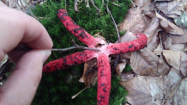 Tintenfischpilz A.k.a. Octopus Stinkhorn In Langen (Hessen)