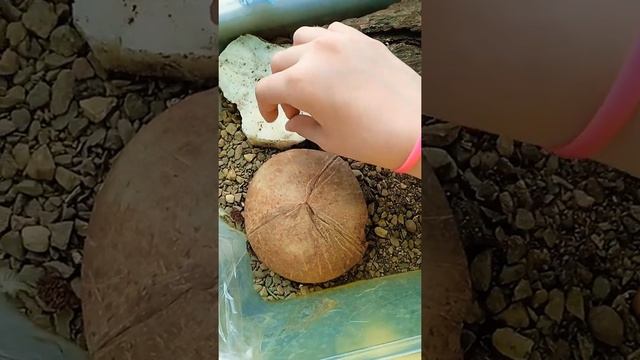 уход за ящерками смотреть онлайн