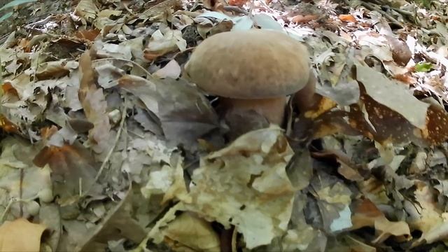 Agosto 2022  Ancora Porcini Aereus Giganti E Giovani Nascite   Si Comincia