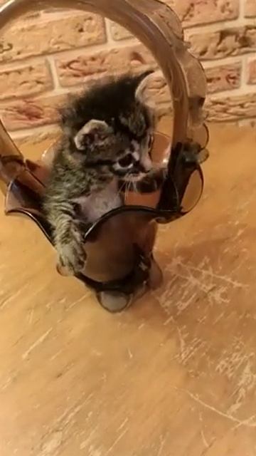 Котенок Левушка. Котенок в вазе для фруктов. Котенку 2.5 недели смотреть онлайн