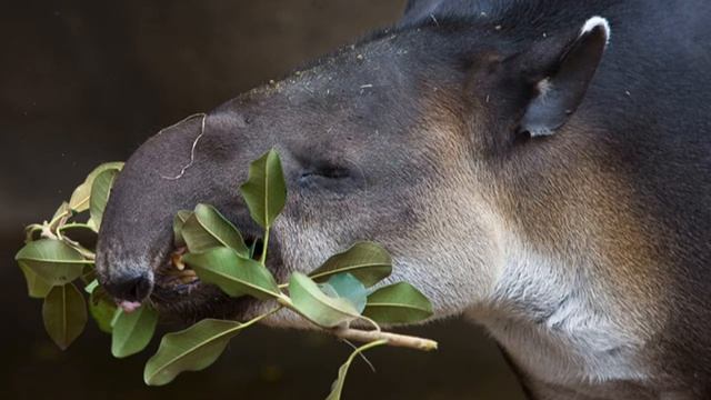 Princess Zaina’s School Project on the Lowland Tapir смотреть онлайн