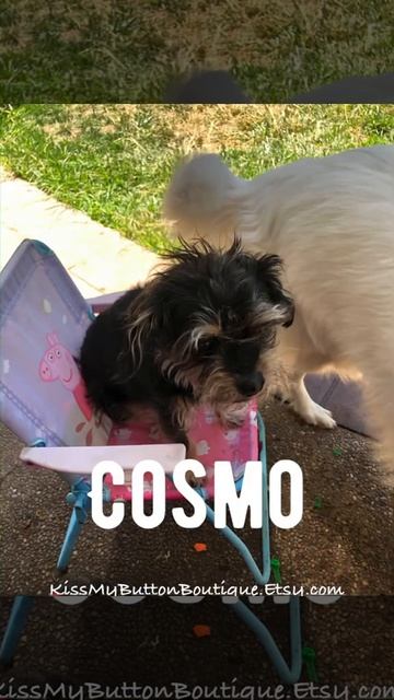 Paw Print Pet Pride Ft. PETS! смотреть онлайн