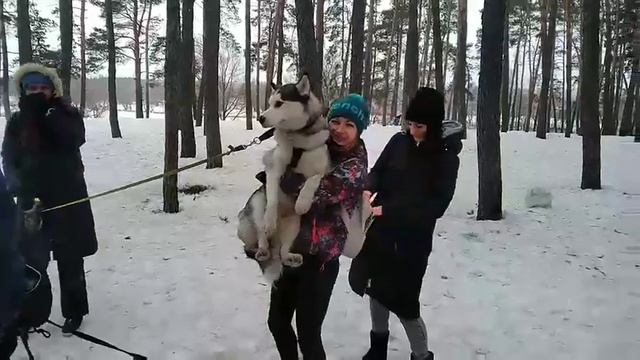 10022019 гонки на ездовых собаках Харьков Песочин -2 смотреть онлайн
