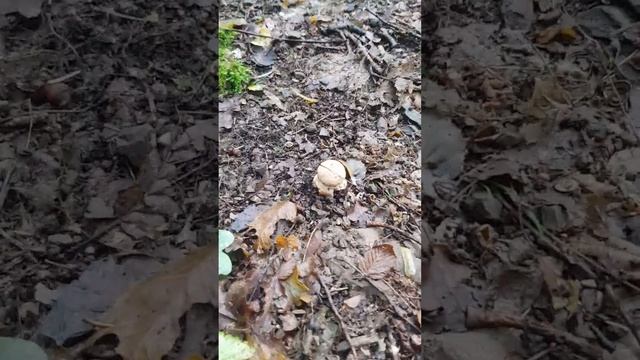 Їстівний мухомор у Трускавці! Грибалка 2 липня 2023 смотреть онлайн