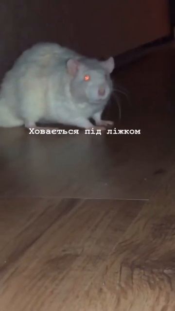 Пацюк непідконтрольний автомат смотреть онлайн