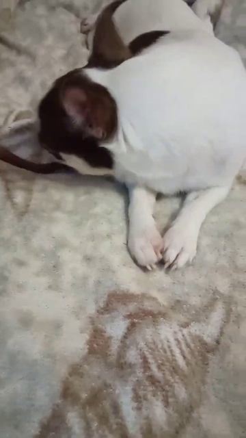 точим#зубки смотреть онлайн