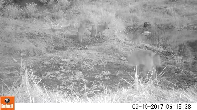 Four Coyotes (Canis latrans) at Night смотреть онлайн