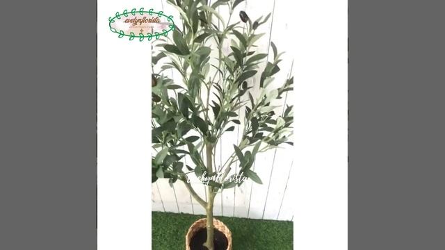 #evelynflorista - Pohon Daun Zaitun X3 T120 Latex Silk Artificial Olive Tree Cover Eceng Gondok смотреть онлайн