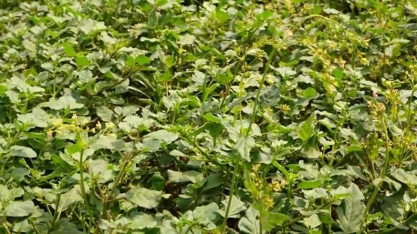 KHUSHI VIGNANAKENDRAM , LAM FARM , GUNTUR DIST