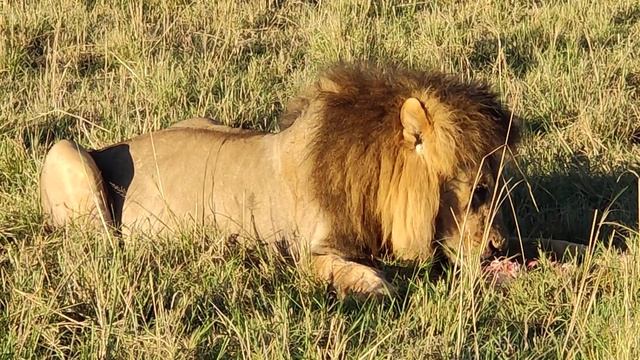 4K Africa Wildlife Nature Video: Scenic Paradise in Kenya, Safari, Savanna смотреть онлайн
