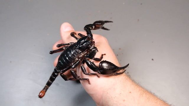 Hodowla SKORPIONA W DOMU! смотреть онлайн