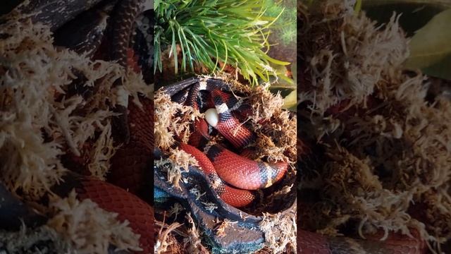 Кладка Синалойской Молочной змеи. смотреть онлайн
