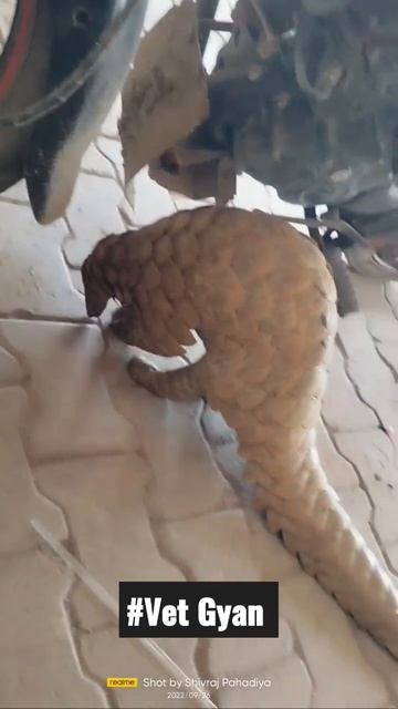 #vet Gyan #short #best #lock смотреть онлайн