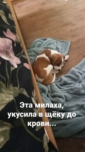 Шанель, Эстонская гончая, укусила до крови в лицо смотреть онлайн