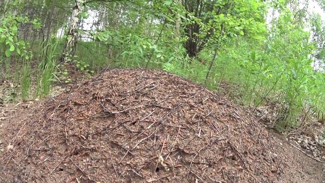 от посадки до сковородки смотреть онлайн