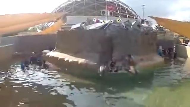 Морские львы Майами смотреть онлайн