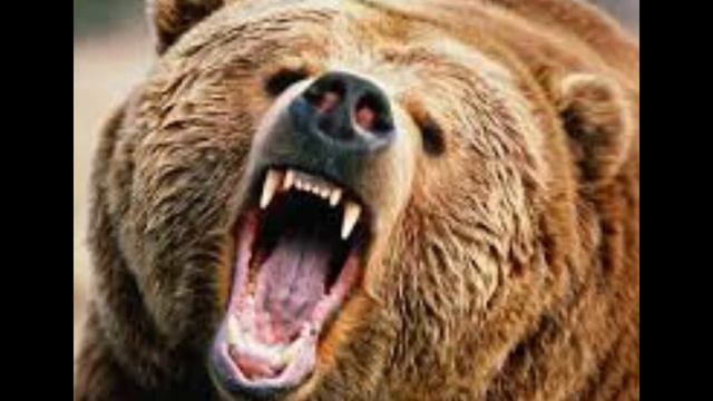 Olga Moskalyova The Bear is beating me Final Call of a Woman Who Are Eaten By The Bear смотреть онлайн