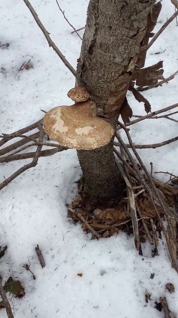 A Lovely #birch Polypore ( I Think) #fungi #winter #snow