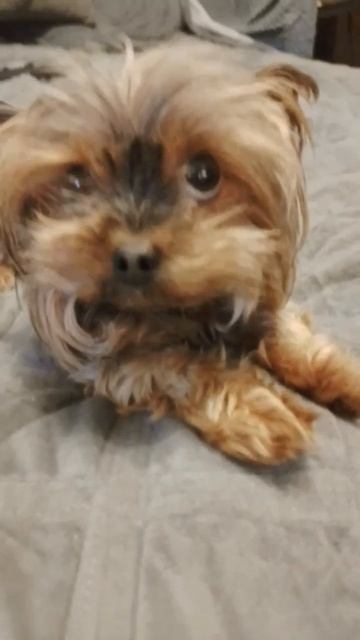 Золотой ребёнок #собака#sorts смотреть онлайн