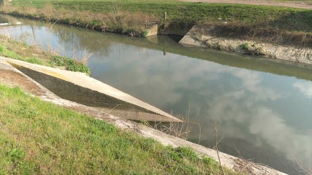 Astacus astacus l'écrevisse de Wallonie смотреть онлайн