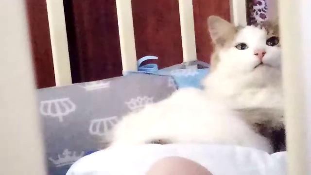В ДОМЕ,ДАЖЕ КОШКИ РАЗВИВАЮТСЯ! смотреть онлайн
