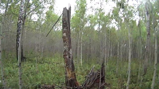 по грибы часть 2 смотреть онлайн