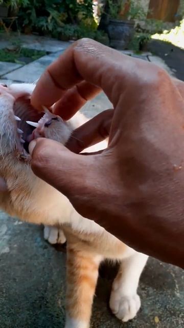 Memeriksa Kesehatan Mulut Dan Gigi Kucing Oren Liar смотреть онлайн