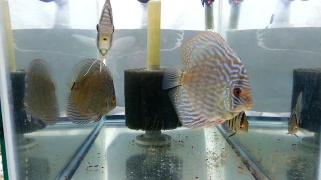 Discus white Butterfly red melon blue turq смотреть онлайн