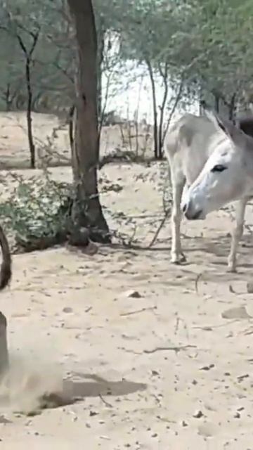 Dangerous Donkey fight ever compilation | Donkeys Fighting | Donkey Fights Real Action смотреть онлайн