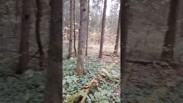 закрытие сезона опята