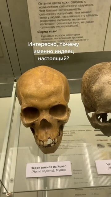 Черепа дарвиновского музея смотреть онлайн