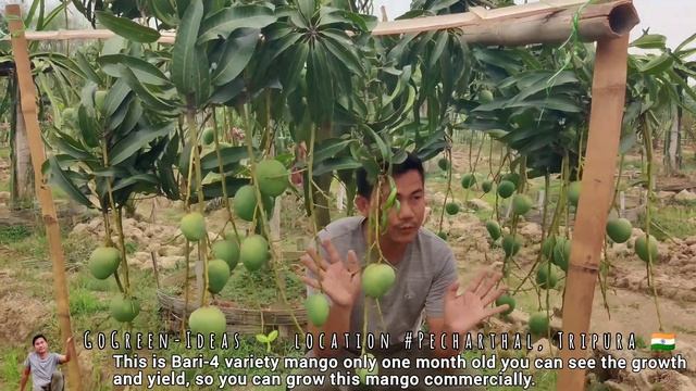 Best Mango Verities For Commercial Business In Tripura || Horticulture || Fruits Plants