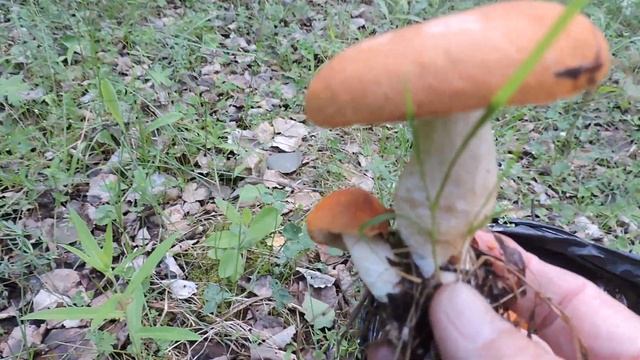 "Неожиданность" смотреть онлайн