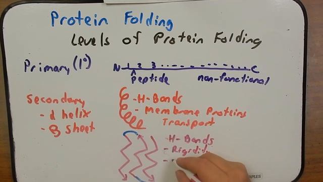 Podcast Day 7 Protein Folding смотреть онлайн