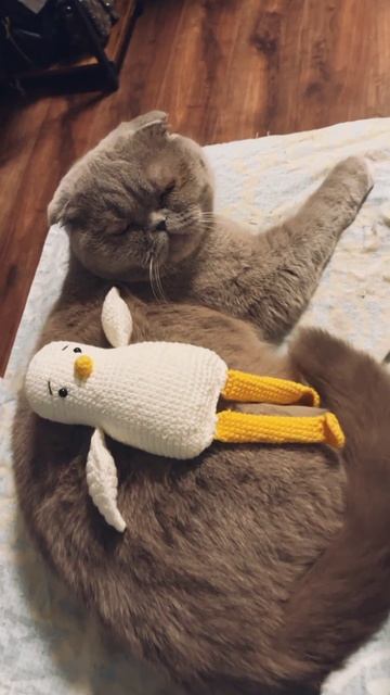 Вязаная чайка и кошка #shots Отзыв клиента 👍 смотреть онлайн